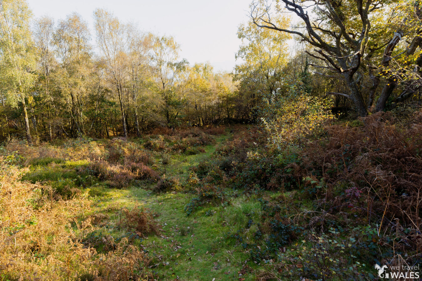 Grassy path in the woodland