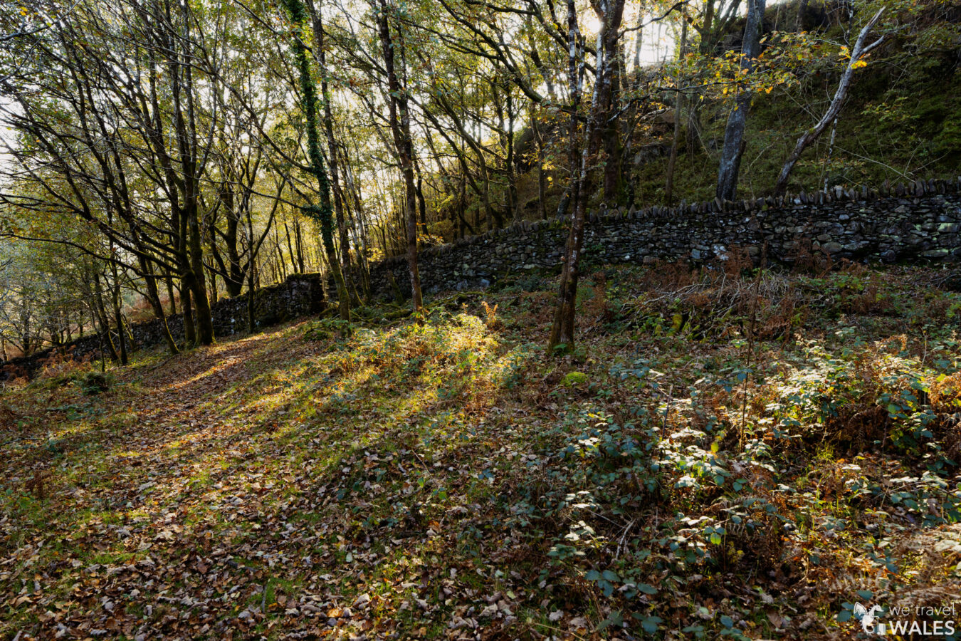 Path in the woodland with wall in the distance