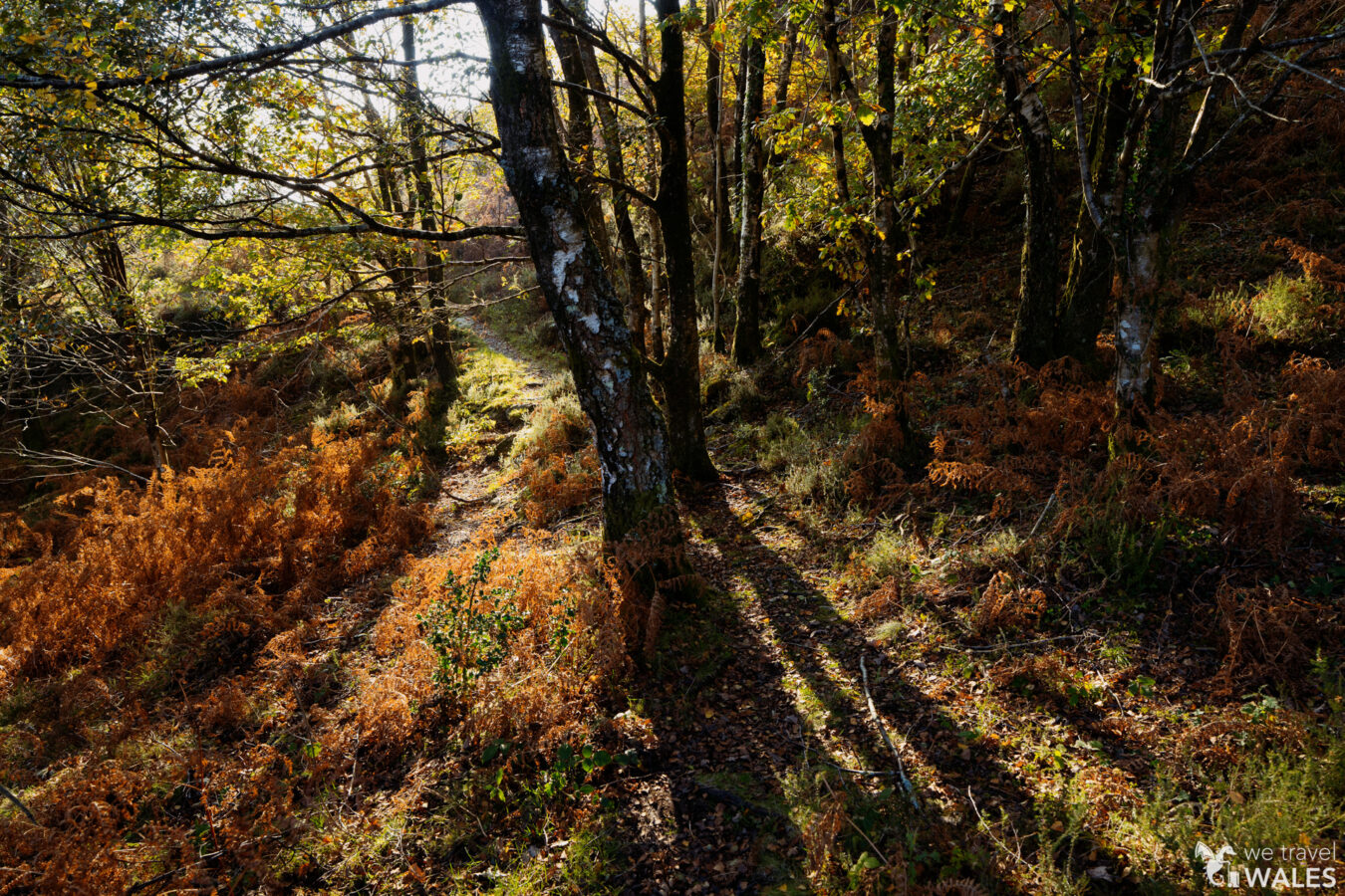 Light filtering among the trees