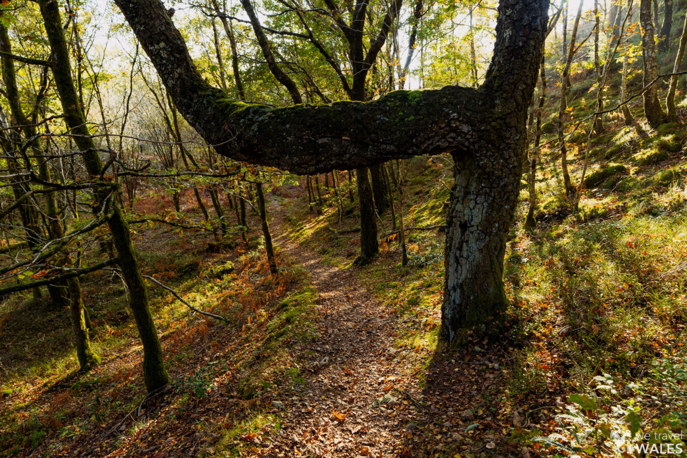 Trees inside the woods