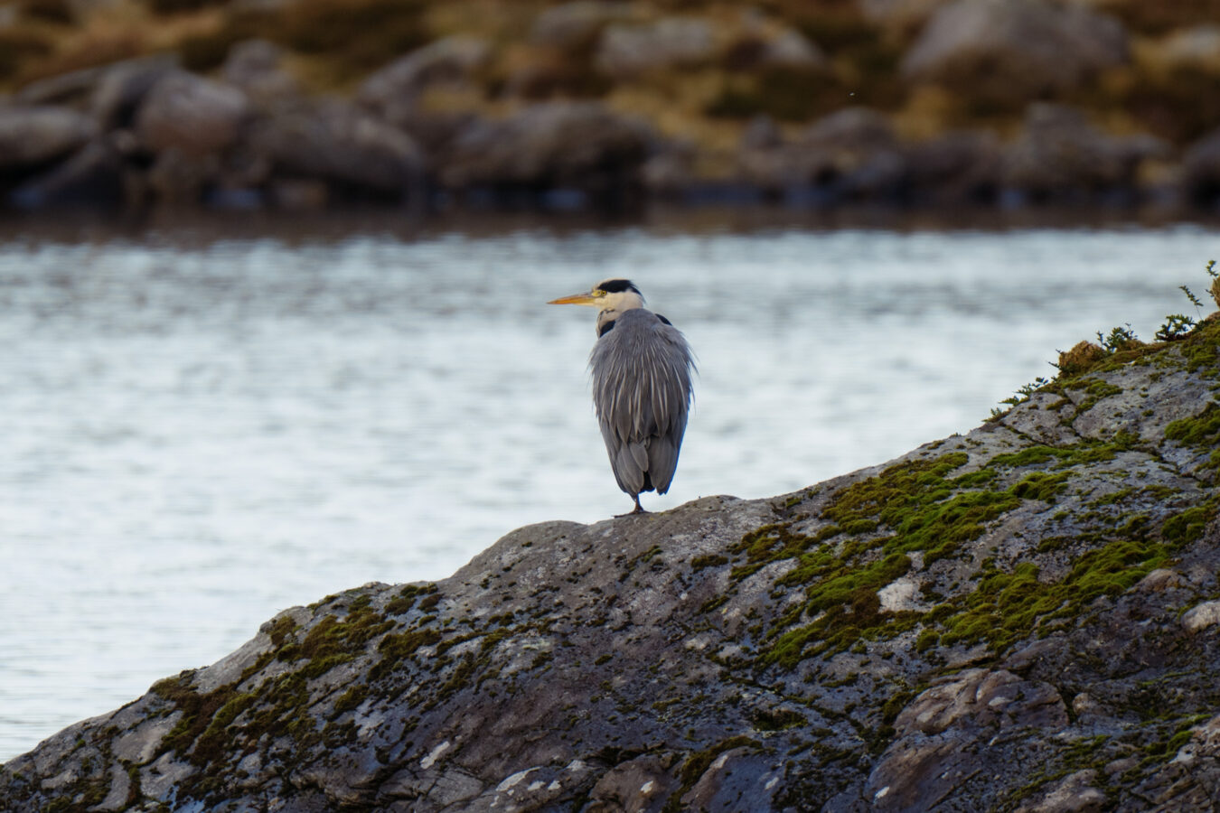 Grey heron